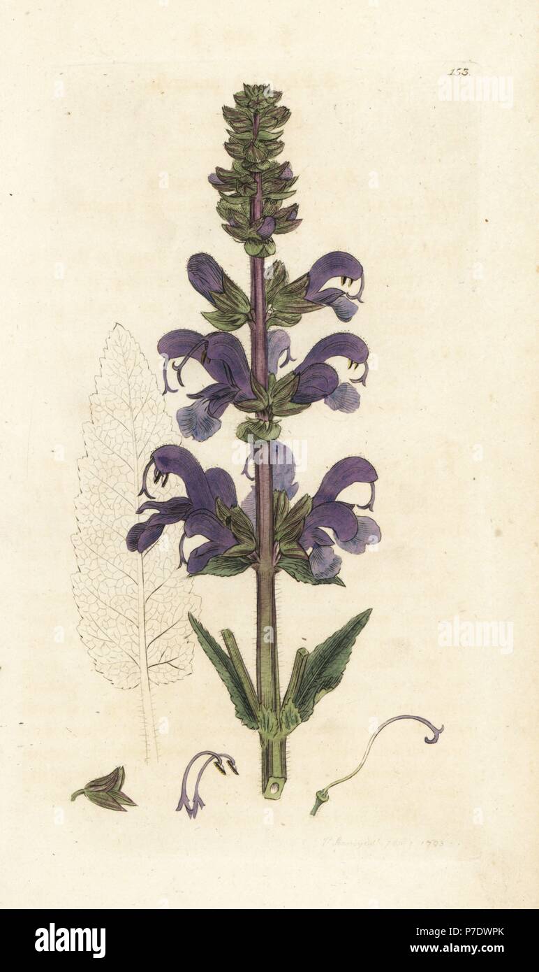 Meadow clary, Salvia pratensis. La gravure sur cuivre coloriée par James Sowerby de James Smith's English Botany, Londres, 1794. Banque D'Images