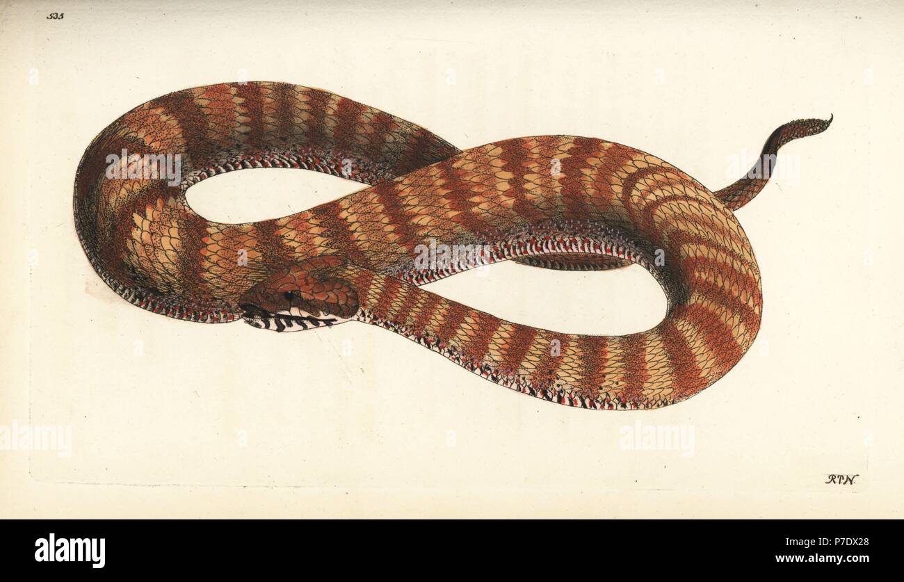 Death Adder commun, Acanthophis antarctique antarctique, Boa Boa (Antarctique). Illustration dessiné et gravé par Richard Nodder Sciences. Coloriée à la gravure sur cuivre de George Shaw et Frederick Nodder's Le Naturalist's Miscellany, Londres, 1802. Banque D'Images