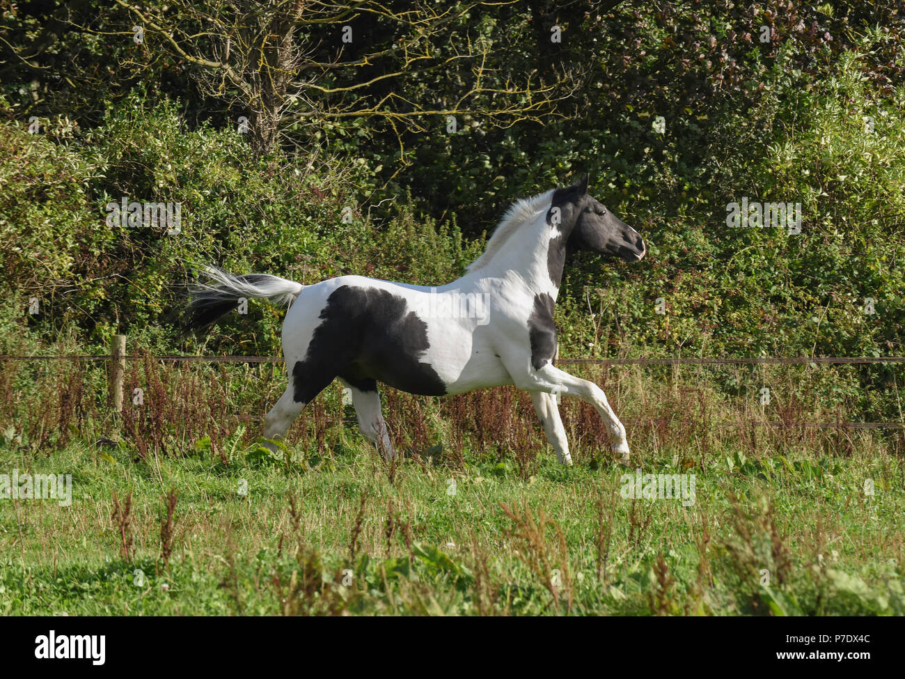 L'étalon noir et blanc/galopante au galop/jouant dans un champ Banque D'Images