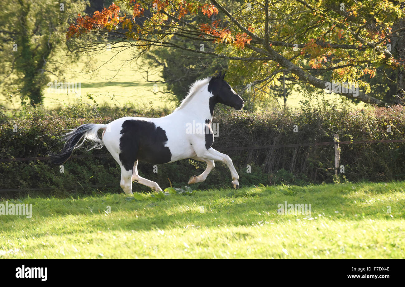 L'étalon noir et blanc/galopante au galop/jouant dans un champ Banque D'Images