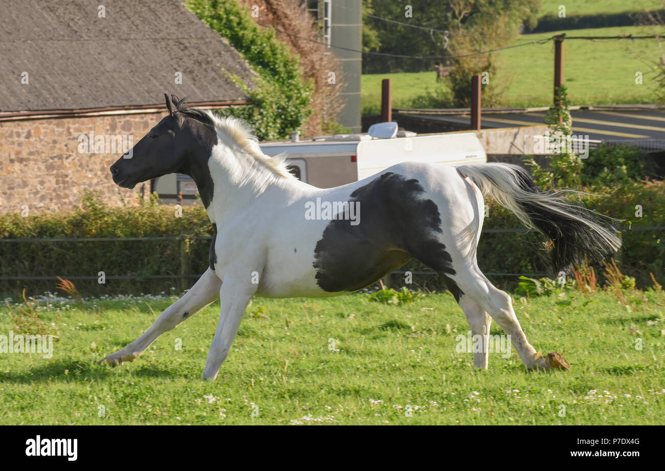 L'étalon noir et blanc/galopante au galop/jouant dans un champ Banque D'Images