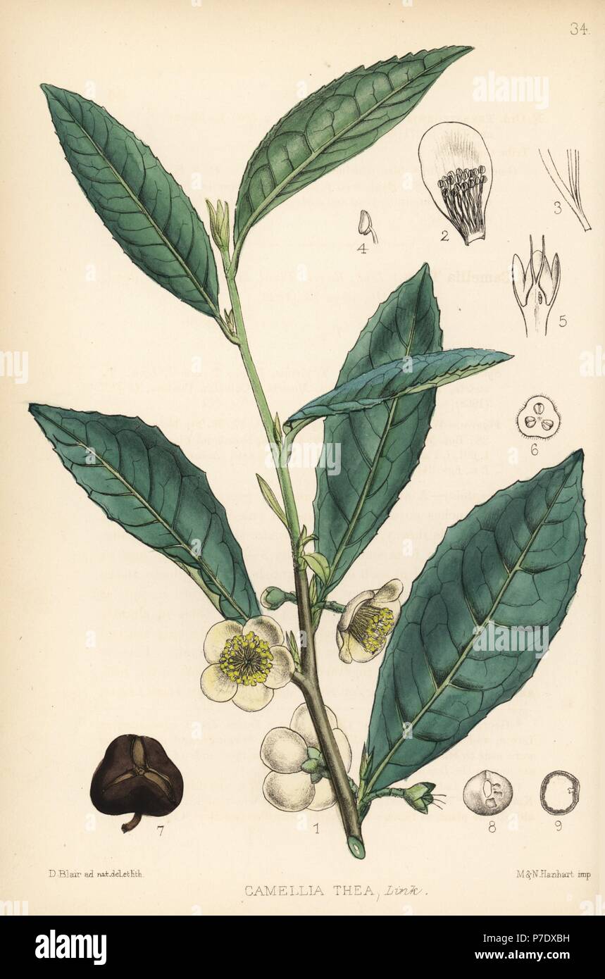 Usine de thé, Camellia sinensis (Camellia thea). Lithographie coloriée par Hanhart après une illustration botanique par David Blair, de Robert Bentley et Henry Trimen's Plantes médicinales, Londres, 1880. Banque D'Images