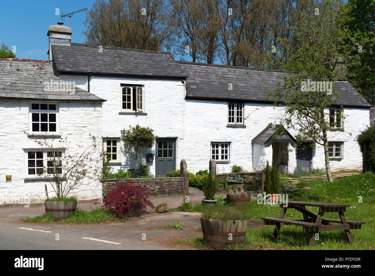 Cottages traditionnels blanchis à la chaux dans le village de altarnun, Cornwall, Angleterre, Grande-Bretagne, Royaume-Uni. Banque D'Images