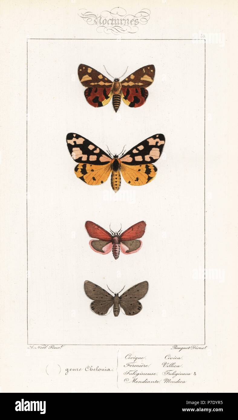 Brown Tiger Moth, Hyphoraia aulica, crème-spot Tiger Moth, Epicallia villica, ruby tiger, Phragmatobia fuliginosa, mousseline et spongieuse, Diaphora mendica. Coloriée à la gravure sur acier par les frères Pauquet après une illustration par Alexis Nicolas Noel d'Hippolyte Lucas, l'histoire naturelle des papillons d'Europe, l'Histoire Naturelle des Lepidopteres d'Europe, 1864. Banque D'Images