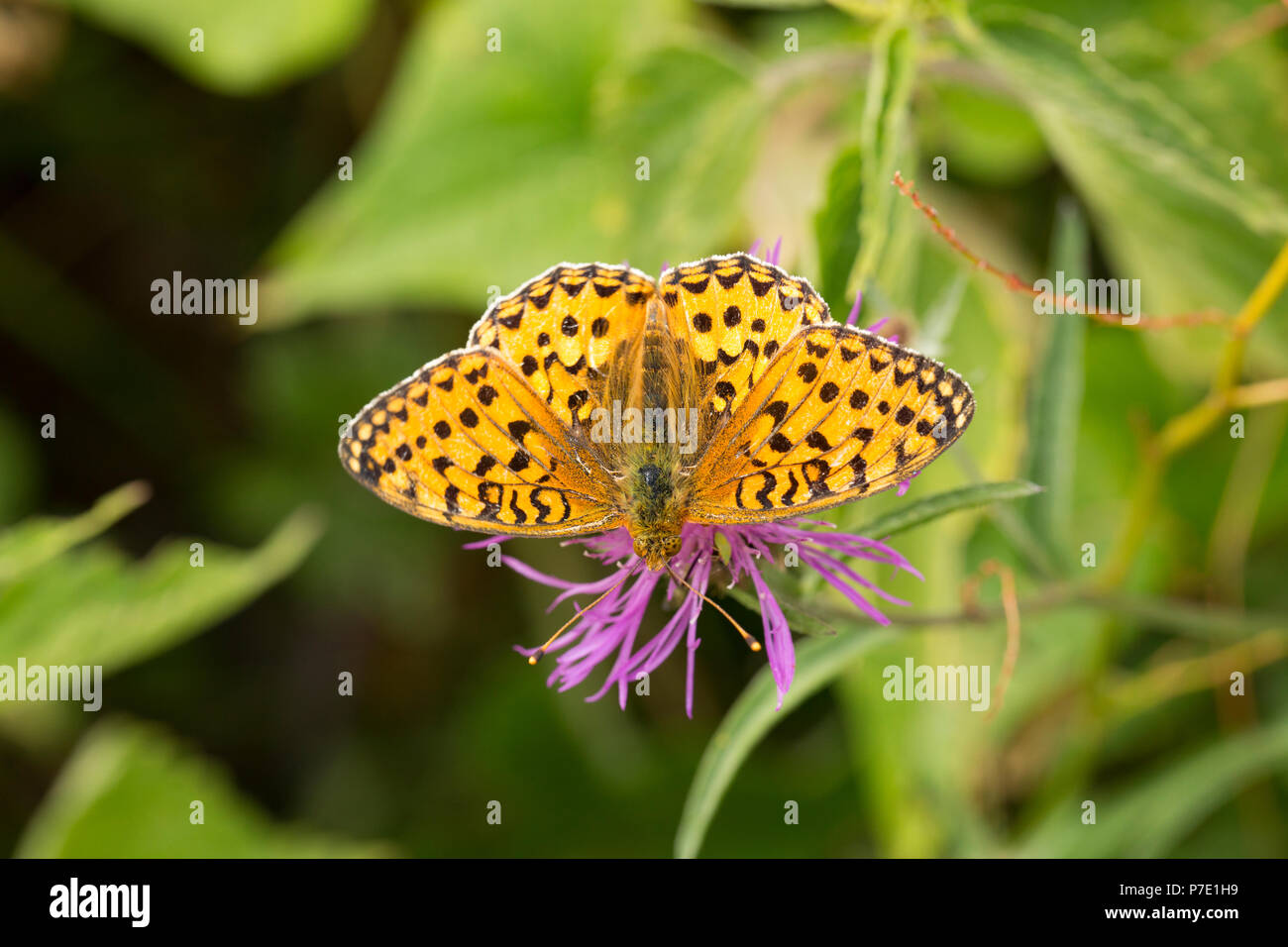 Un vert foncé, Fritillary Argynnis Aglaja, reposant sur une fleur à la réserve naturelle vers le bas Fontmell dans Nord du Dorset England UK GB. La réserve est noté Banque D'Images