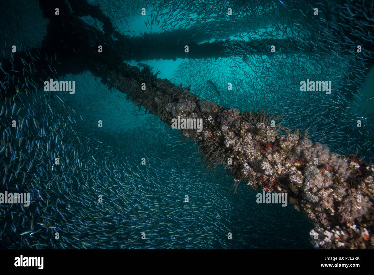 Bancs de sardines se regroupent autour d'un naufrage, Isla Mujeres, Quintana Roo, Mexique Banque D'Images