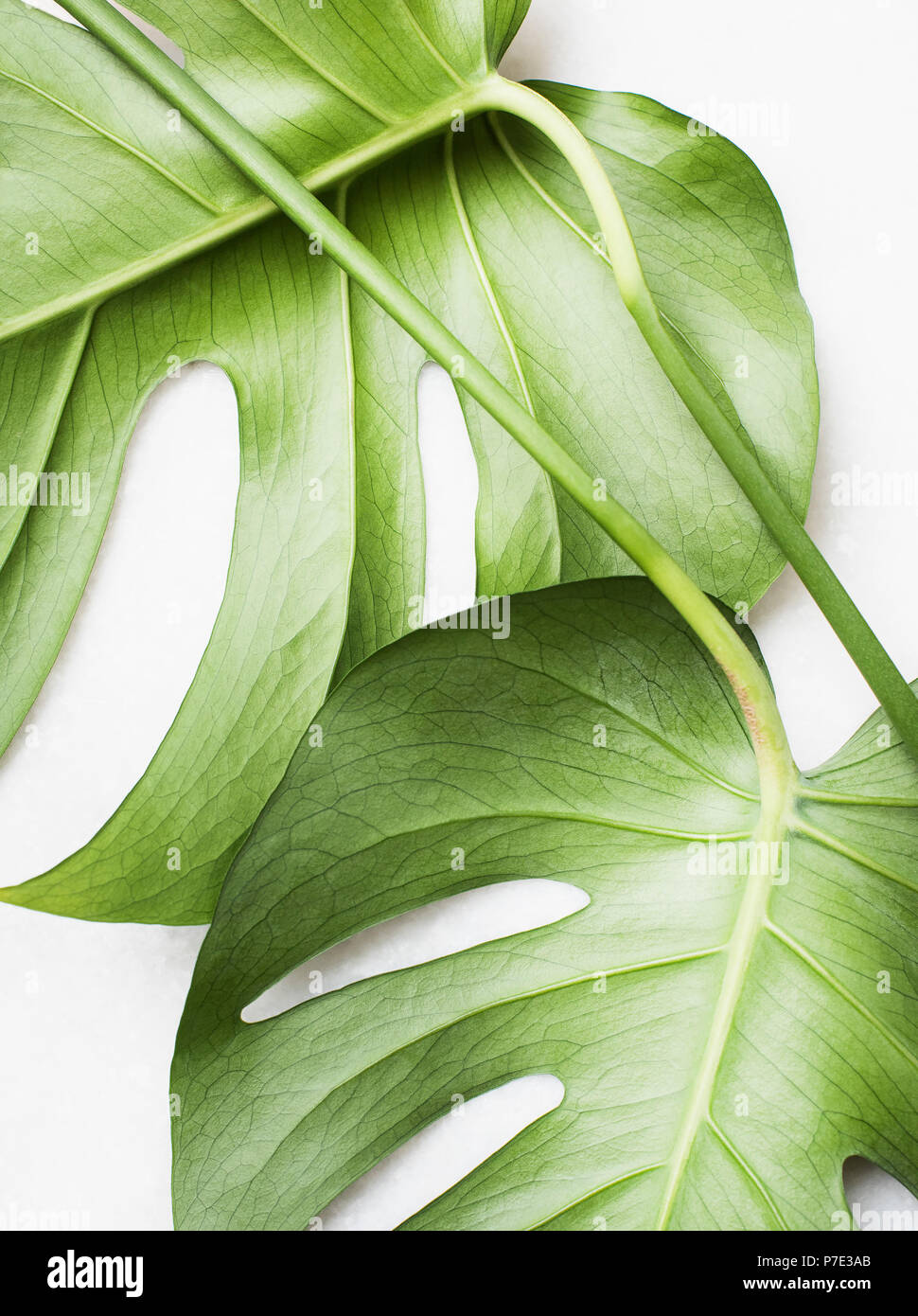 Feuilles de Monstera, Close up Banque D'Images