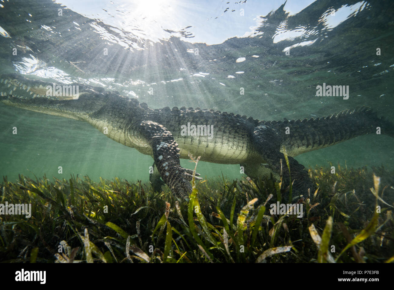 Crocodile (Crocodylus acutus) dans les eaux peu profondes, banques, Chinchorro Xcalak, Quintana Roo, Mexique Banque D'Images