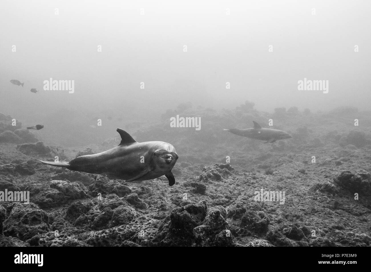 Les grands dauphins nager près de fond rocheux, Colima, Mexique Banque D'Images