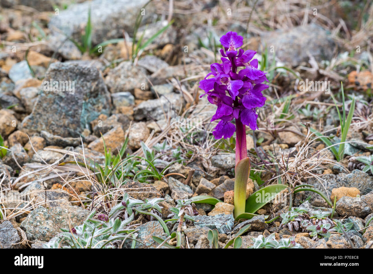 Début-pink orchid (Orchis mascula) en fleur, désireux de Hamar, Unst, Shetland, Scotland, UK Banque D'Images