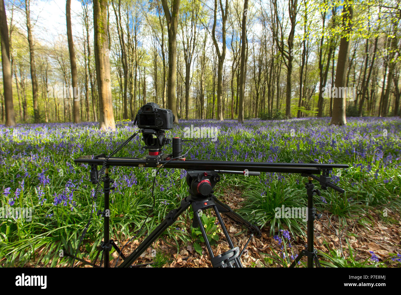 Une caméra timelapse créé parmi les jacinthes et arbres au bois de l'Ouest, Wiltshire, Royaume-Uni - 29 Avril 2018 Banque D'Images