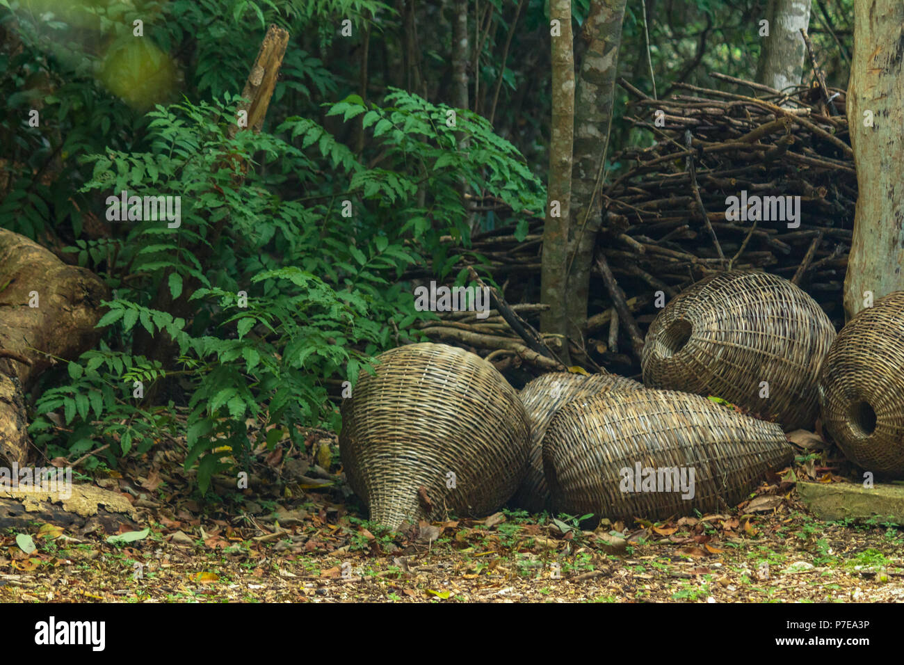 Des paniers en osier la jungle. Ils sont jetés négligemment à côté d'un bois de chauffage. Banque D'Images