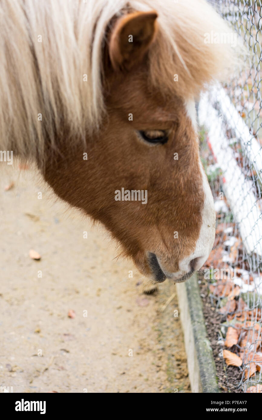 Cheval blond close up head voir avec cheveux et de la fourrure Banque D'Images