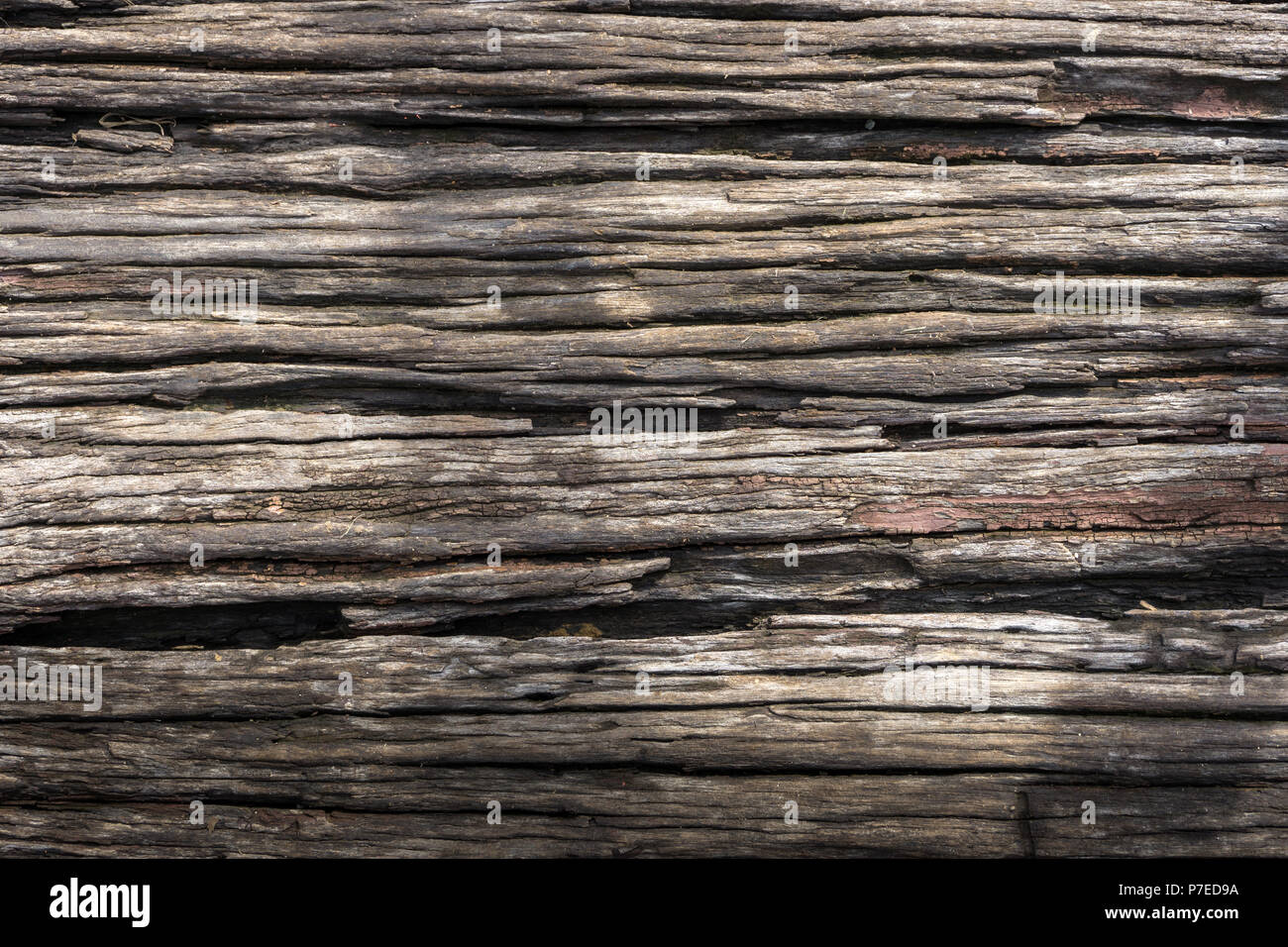 Le bois humide. Banque D'Images