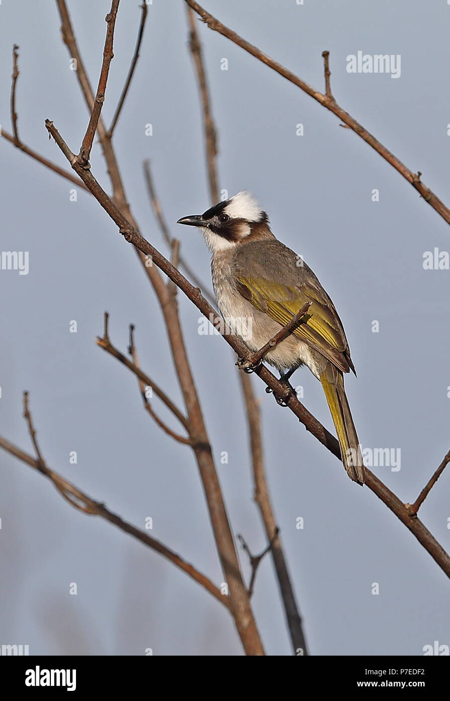 Light évent Bulbul (Pycnonotus sinensis formosae) adulte perché sur la péninsule de Yehliu brindille, Taiwan Avril Banque D'Images