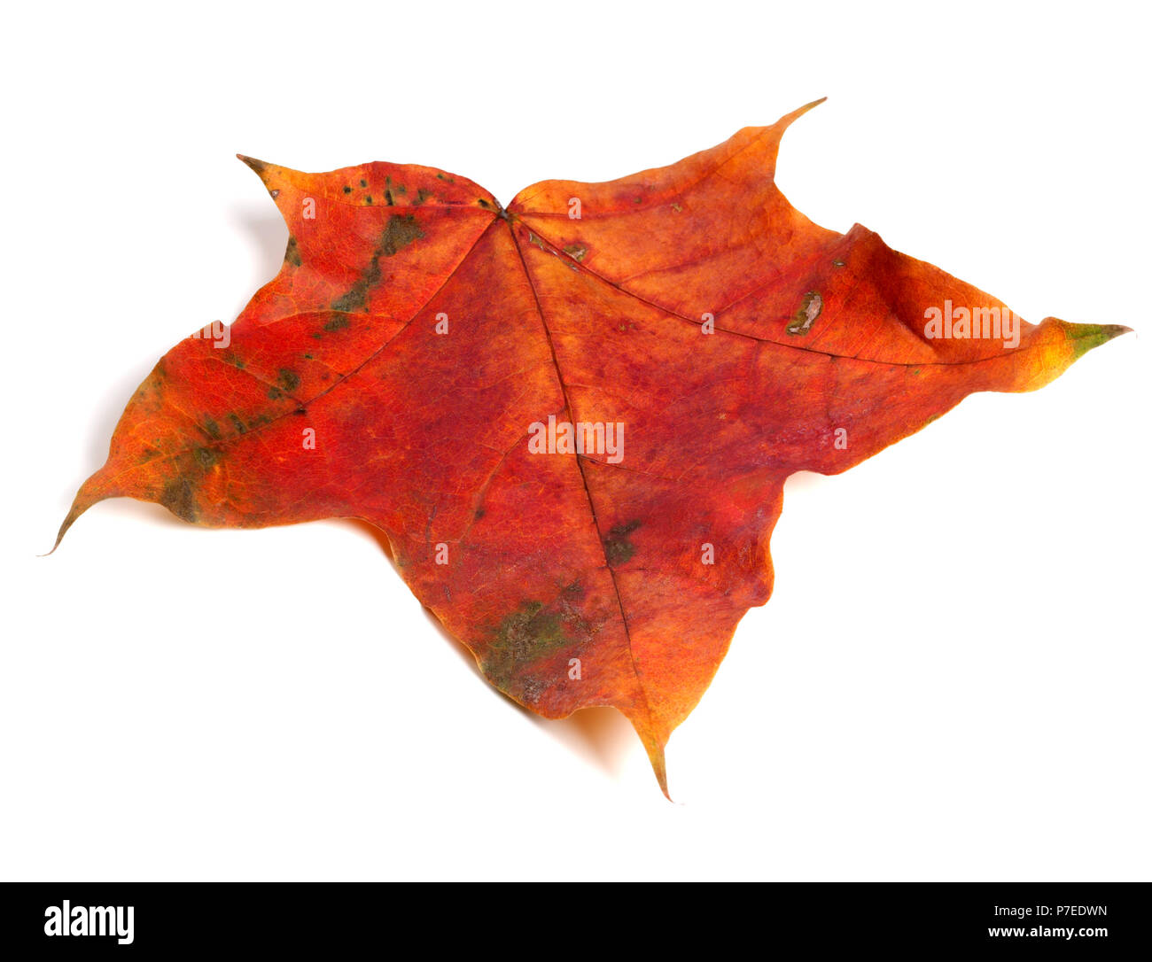 L'automne feuille d'érable rouge isolé sur fond blanc Banque D'Images