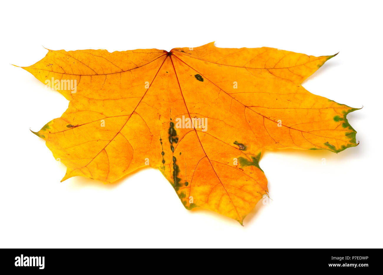 Feuille d'érable d'automne jaune isolé sur fond blanc Banque D'Images