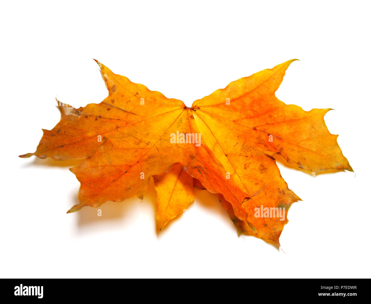 L'automne jaune feuille d'érable. Isolé sur fond blanc Banque D'Images
