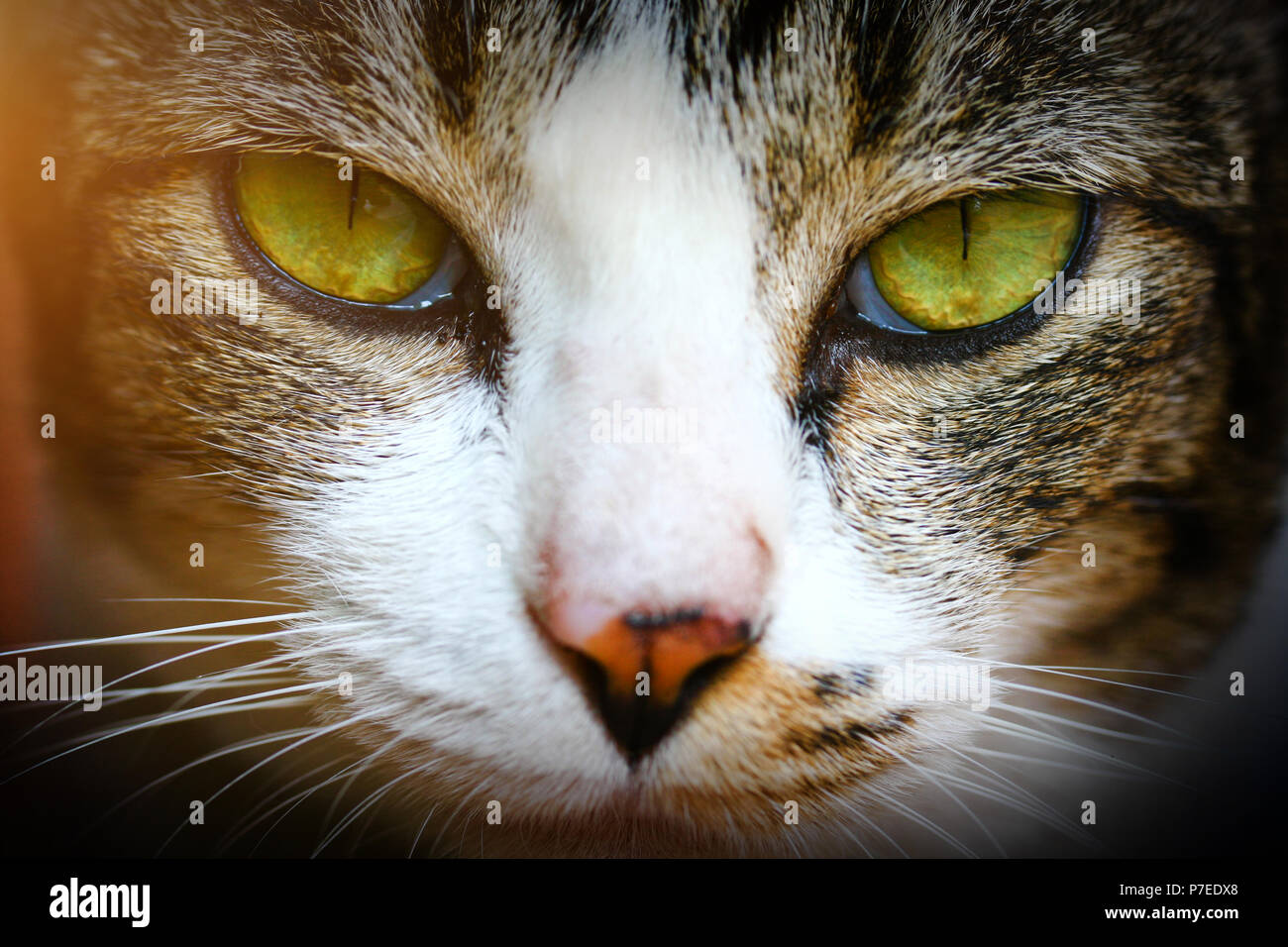 La Thai Cat Ou Wichien Maat Est Une Nouvelle Race De Chat De Vieux Mais Renomme Mais Lies A L Ouest Distinct Du Chat Siamois Moderne Photo Stock Alamy