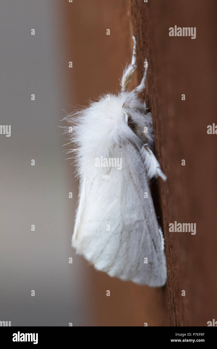 Papillon queue-jaune (appelé aussi goldtail moth ou swan spongieuse, Euproctis similis) Banque D'Images