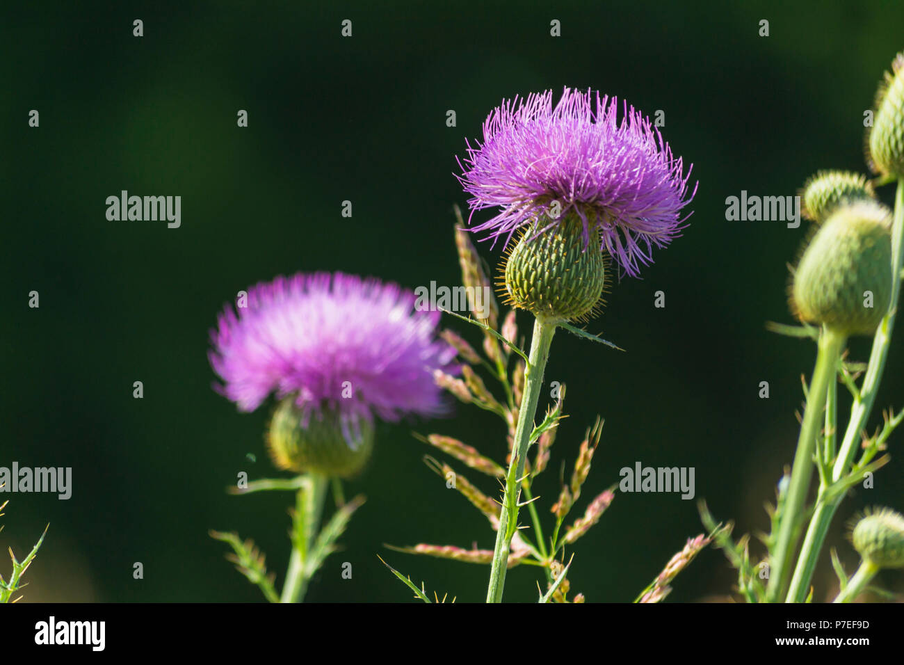 Ces belles fleurs violettes semblent être floue fleurs violettes Banque D'Images