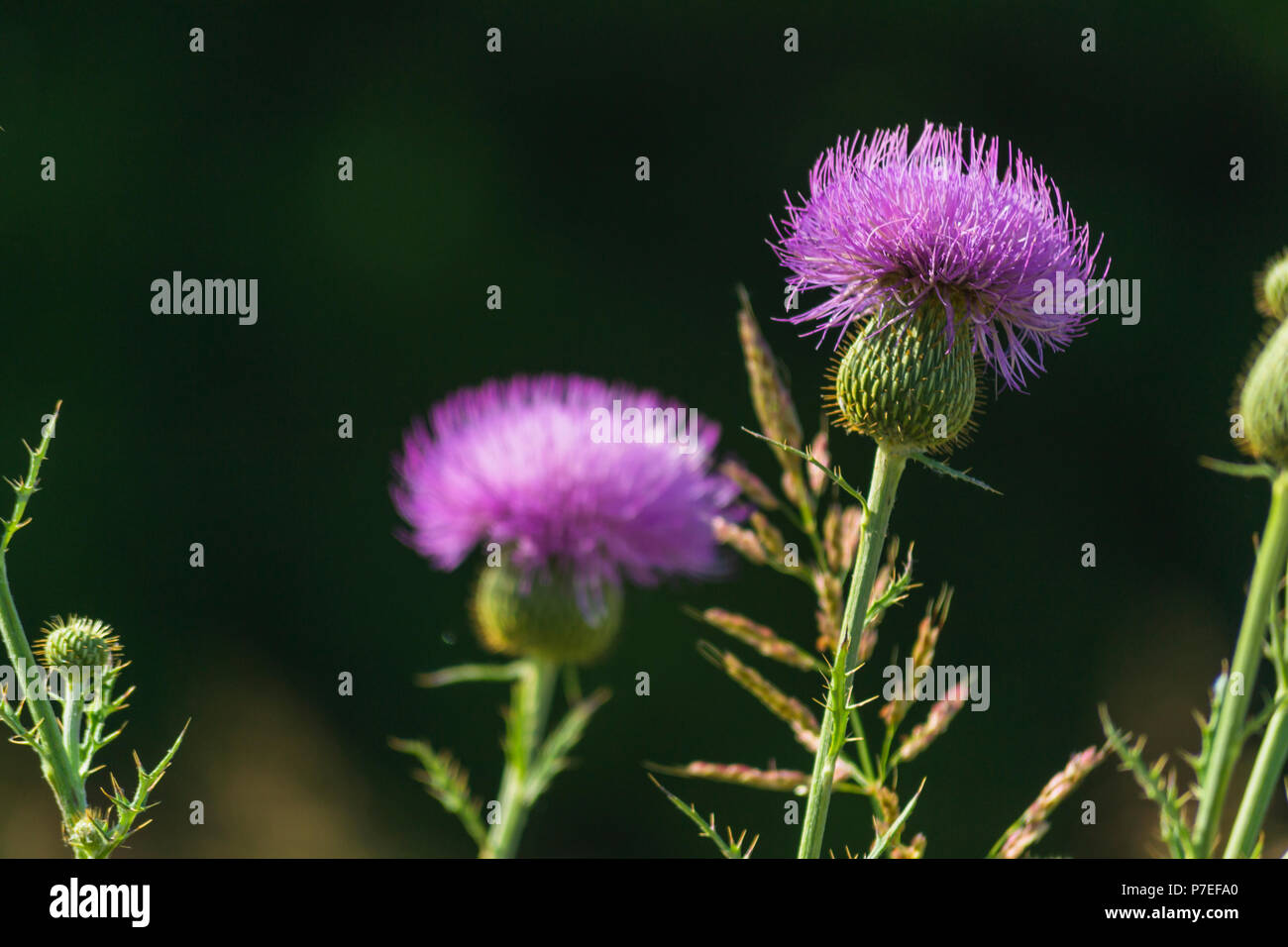 Ces belles fleurs violettes semblent être floue fleurs violettes Banque D'Images