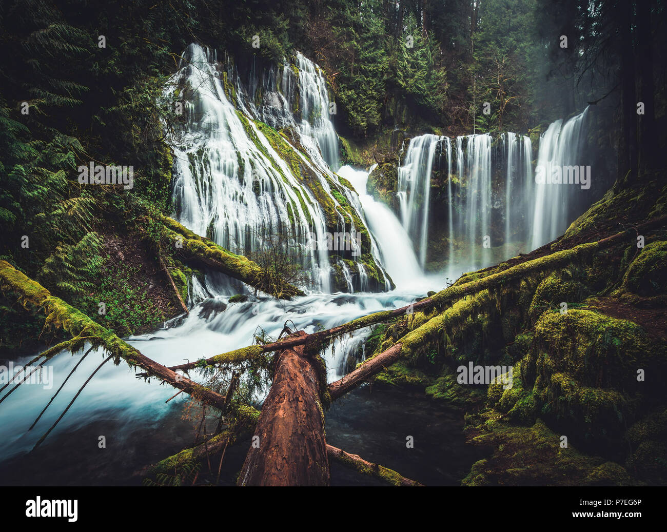 Panther Creek Falls est une cascade de 130 pieds situé dans la forêt nationale de Gifford Pinchot le sud de l'état de Washington près de la gorge du Columbia. Banque D'Images