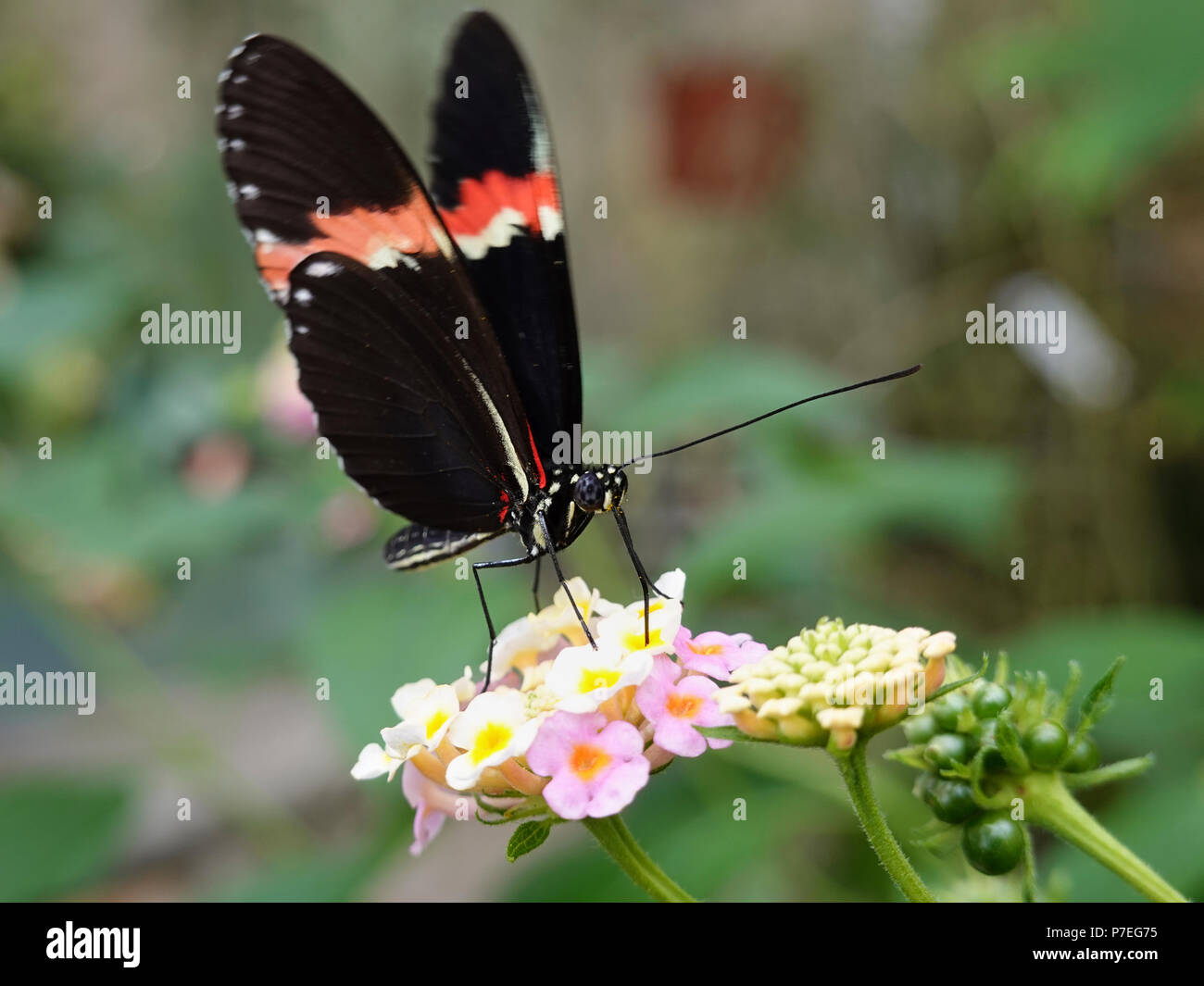 Petit postman butterfly dans son habitat naturel Banque D'Images