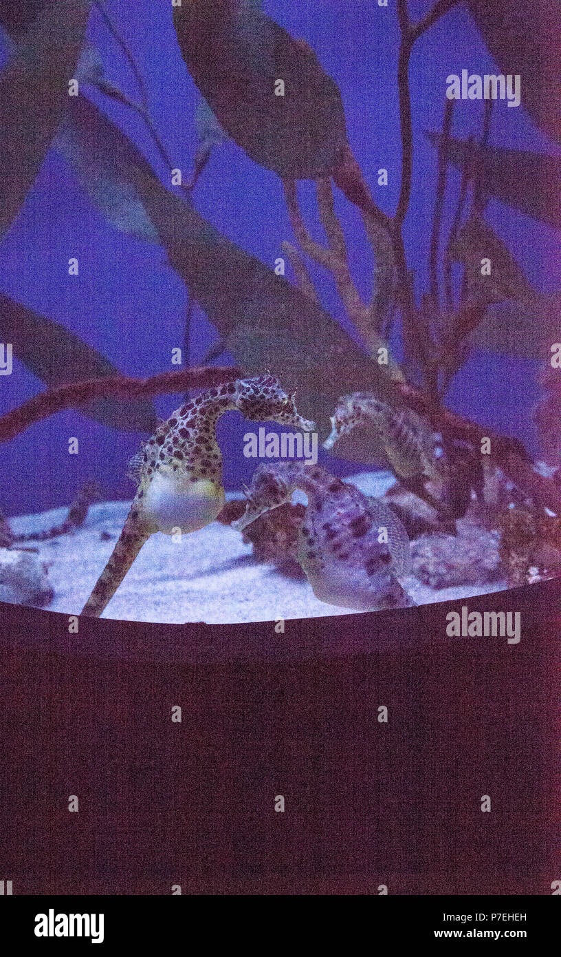 Hippocampes Hippocampus abdominalis Potbellied avec son gros ventre flotte entre les herbiers et d'autres les hippocampes. Banque D'Images