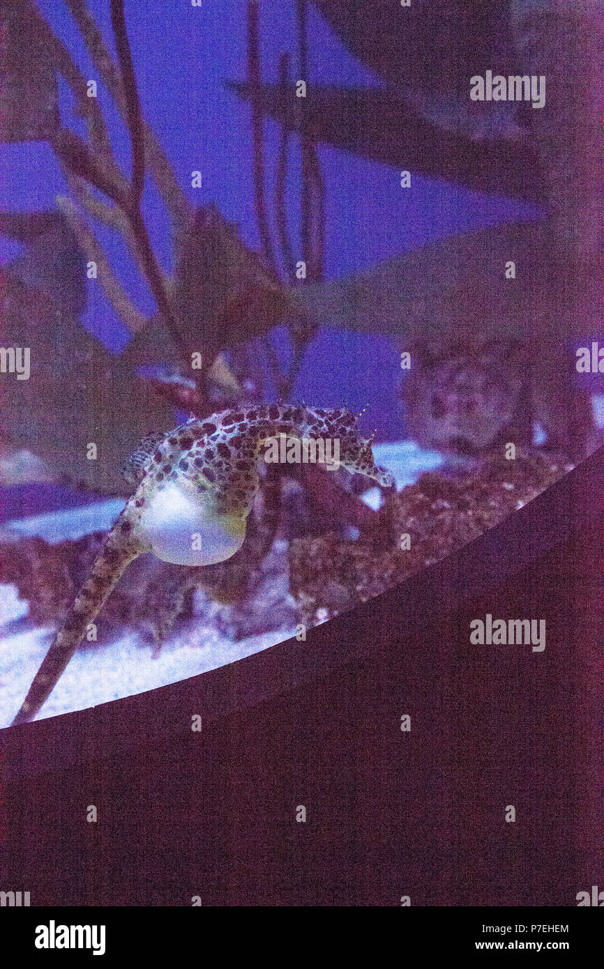 Hippocampes Hippocampus abdominalis Potbellied avec son gros ventre flotte entre les herbiers et d'autres les hippocampes. Banque D'Images