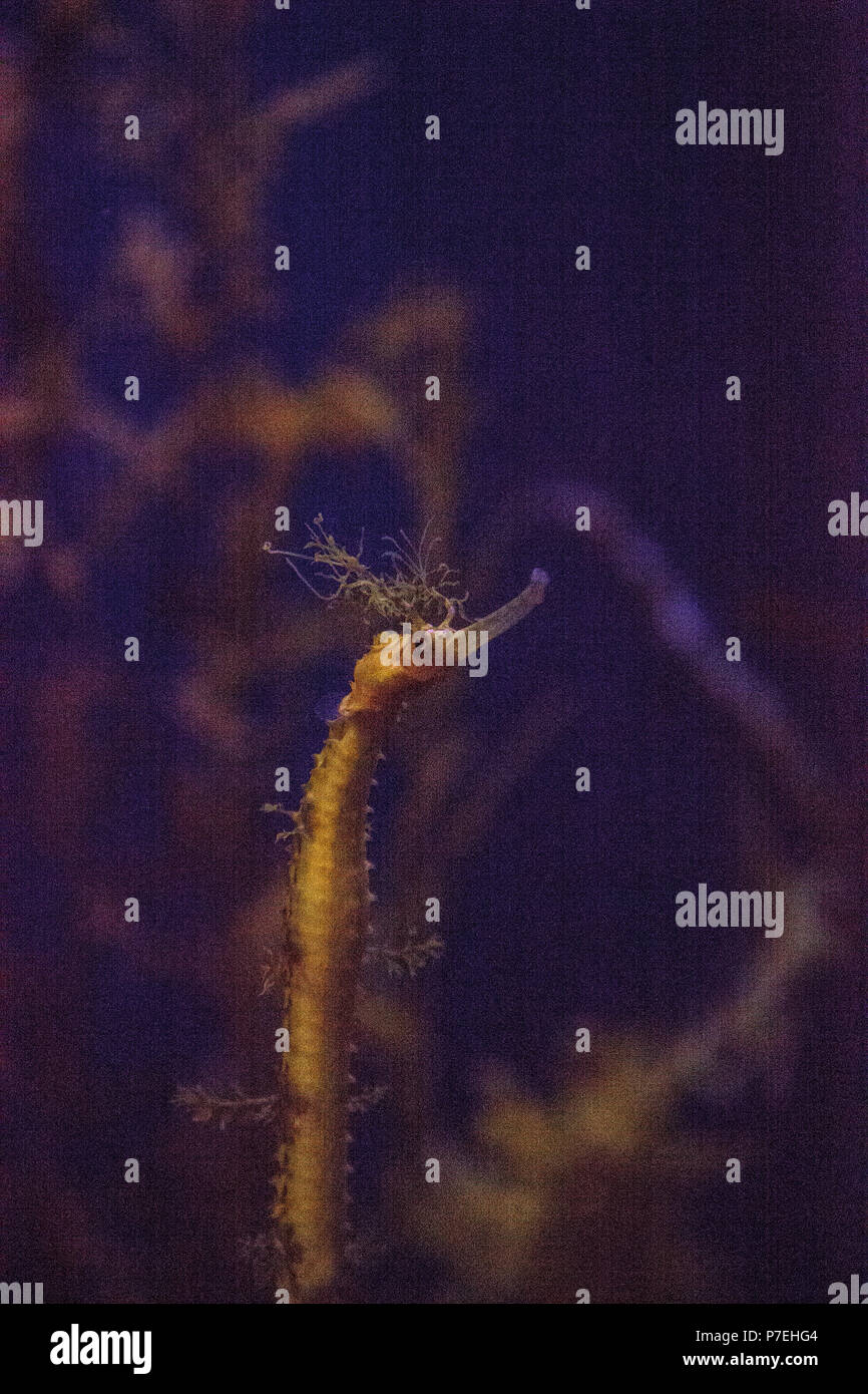 Haliichthys taeniophorus syngnathe est dépouillé ribboned . flotte parmi l'herbe de mer dans un aquarium marin. Banque D'Images