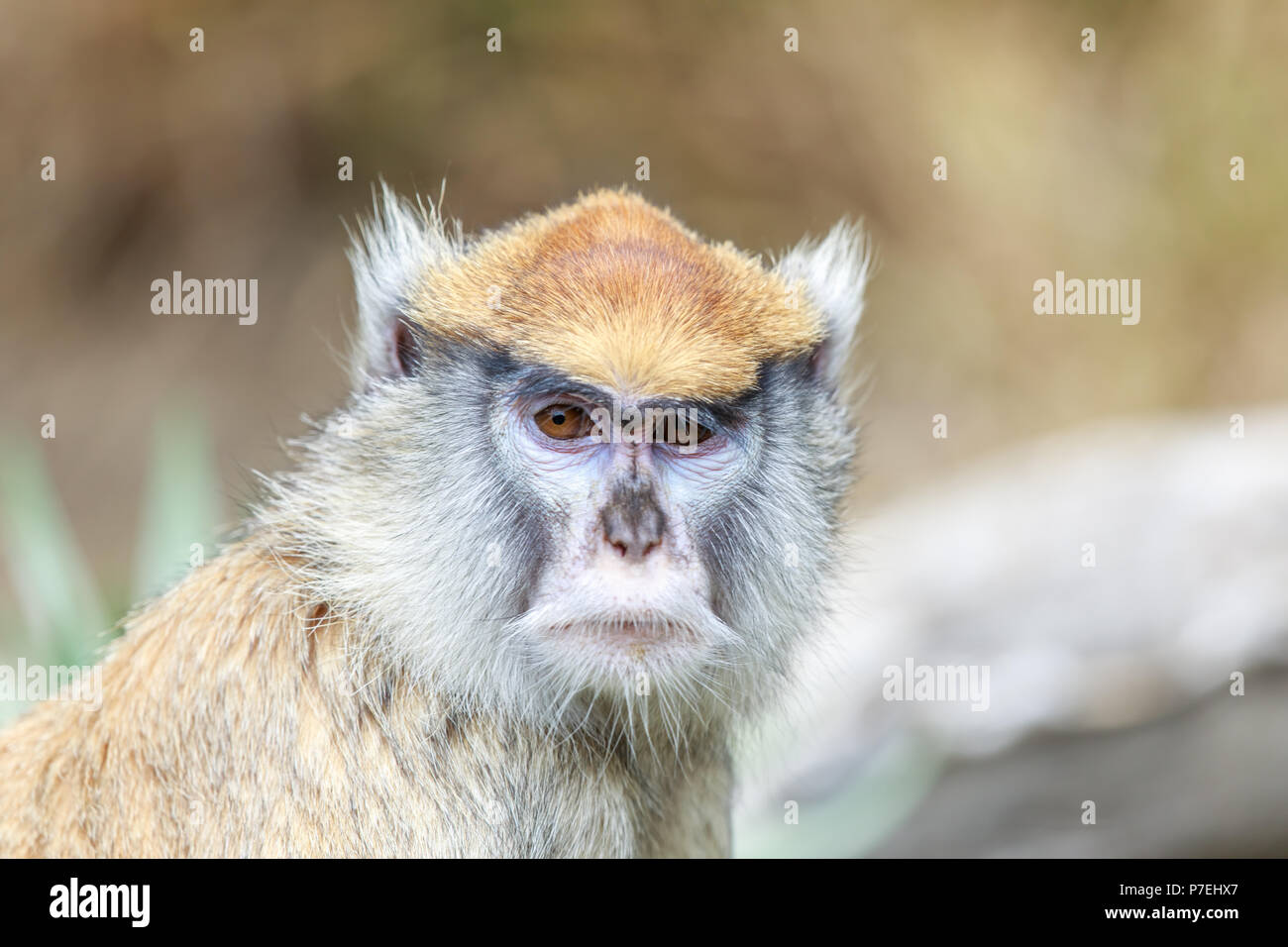 Patas Monkey Portrait. Banque D'Images