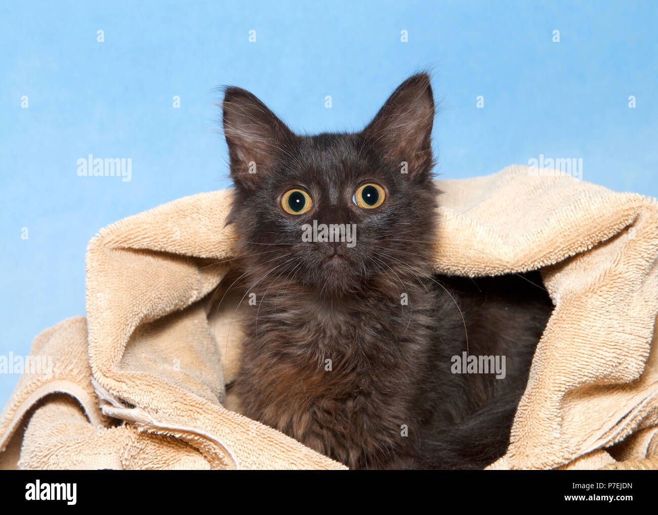 Petit chaton noir moelleux avec des yeux jaune d'or en pointe d'une couverture, fond bleu. Les yeux grands ouverts à la recherche directement au spectateur. Banque D'Images