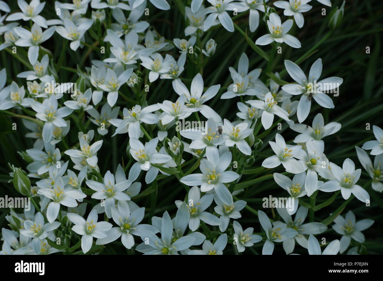 Dolden lait étoile-Ornithogalum Umbellatum
