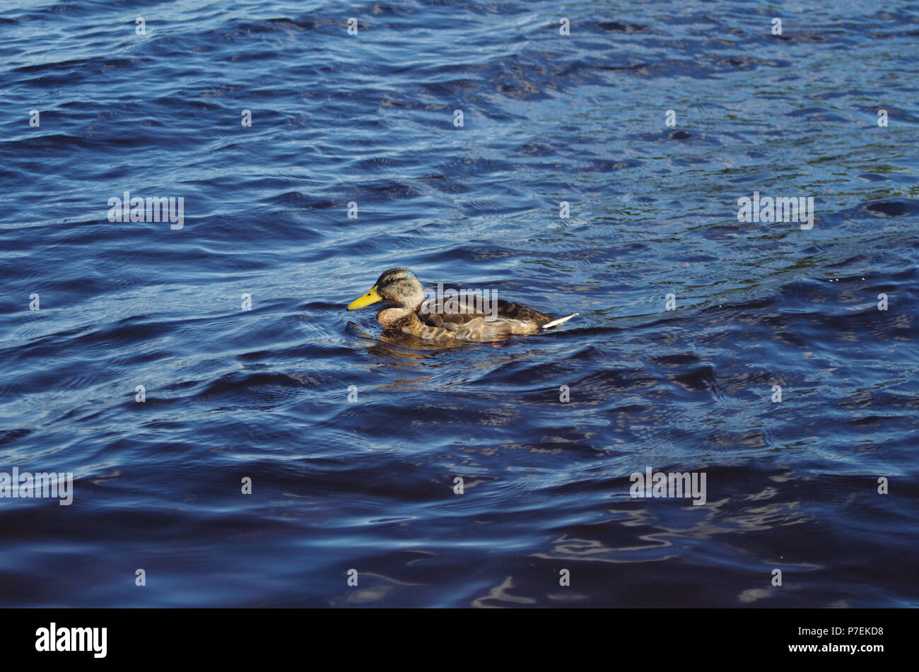 Un canard nageant dans le lac Siljan en Dalécarlie Banque D'Images