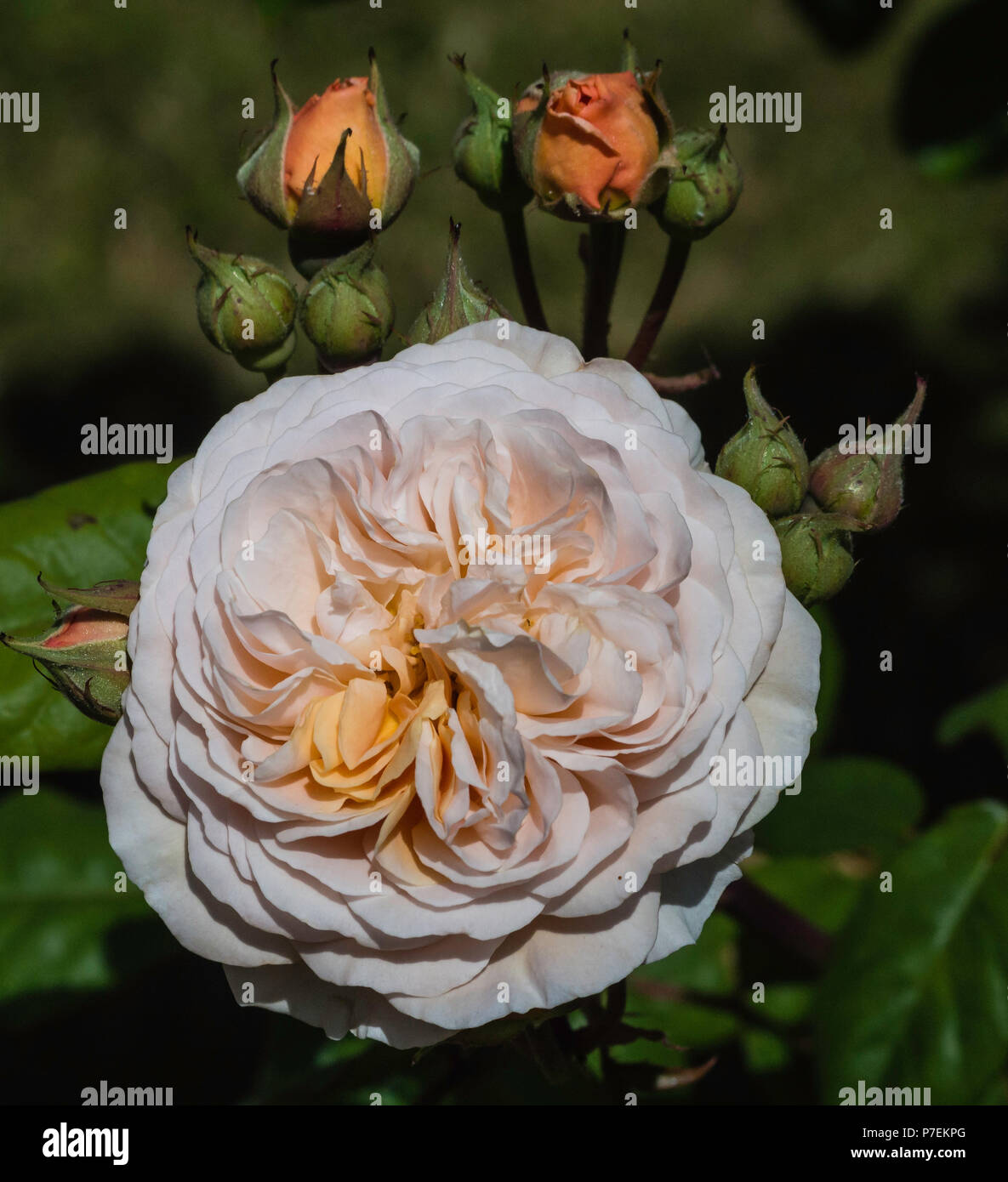 Une belle rose en pleine floraison Banque D'Images