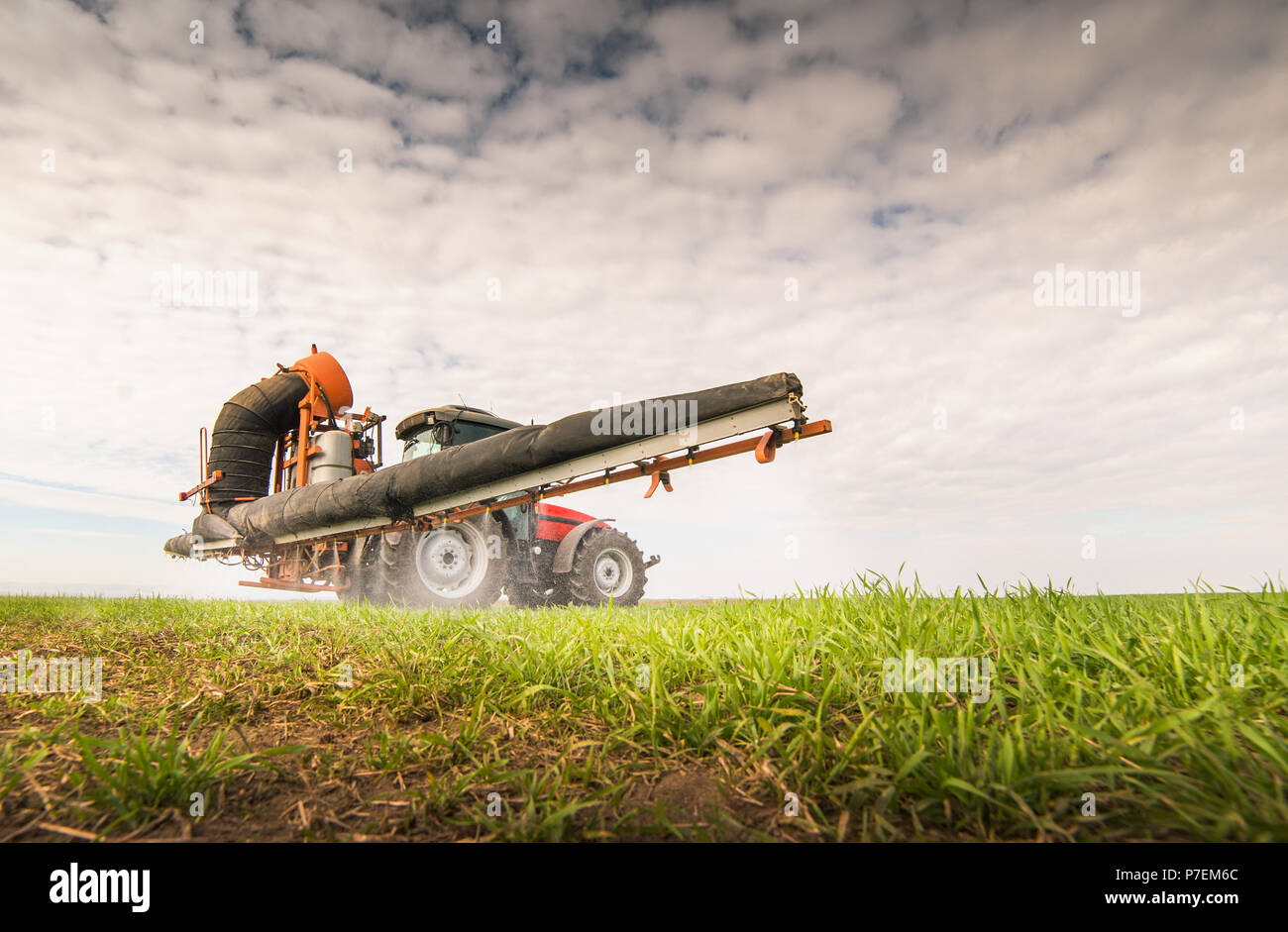 Le tracteur la pulvérisation de pesticides sur les champs de blé avec pulvérisateur Banque D'Images