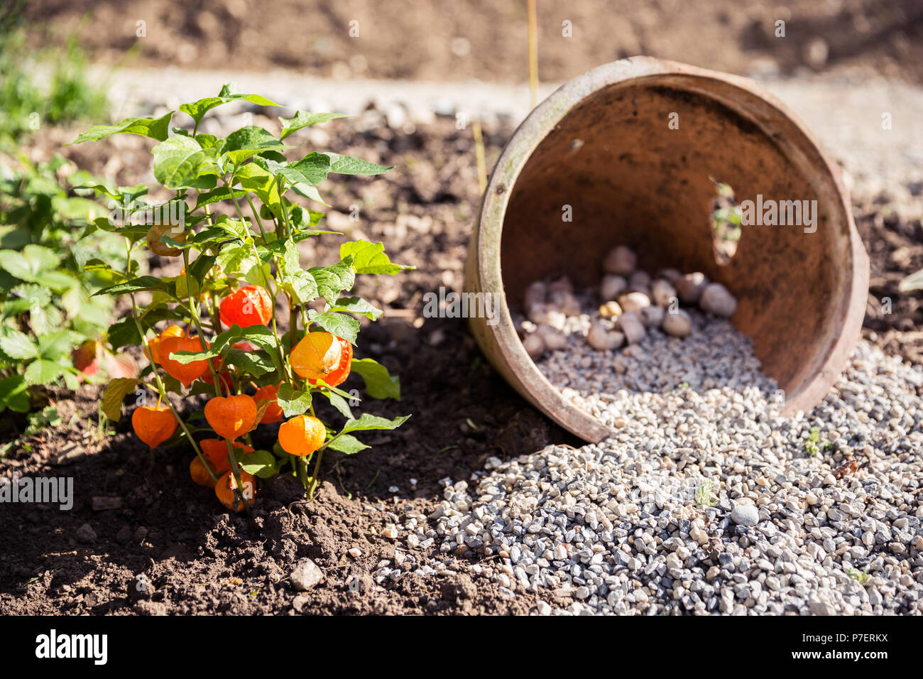Poterie de jardin et décoration Escargot Orange avec fleurs lanterne Banque D'Images