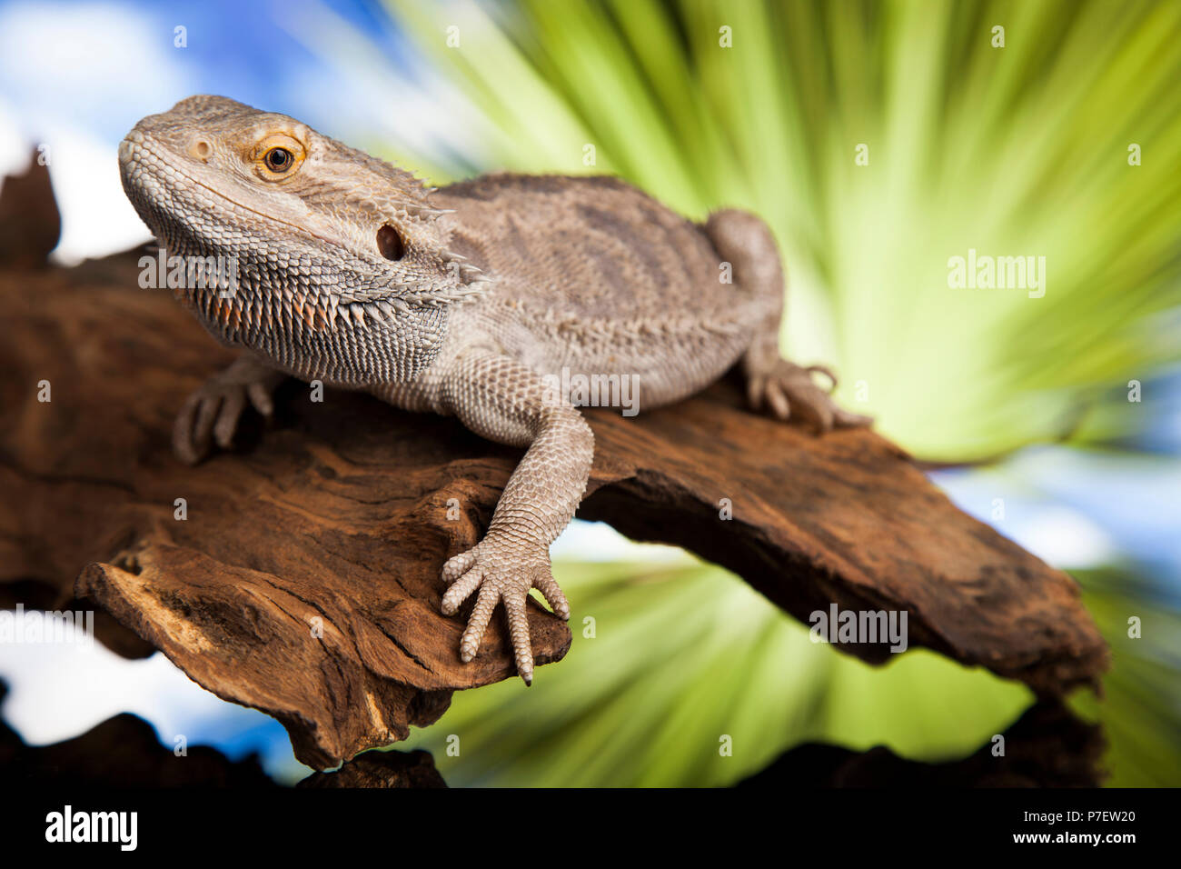 Dragon Barbu Racine, Agama Lizard Banque D'Images