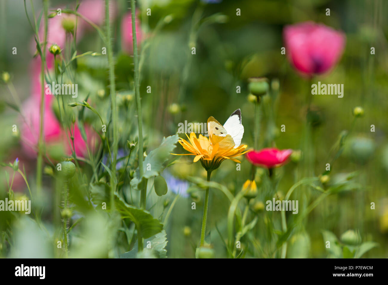 Jardin de fleurs sauvages avec petit papillon blanc se nourrit de marigold flower closeup Banque D'Images