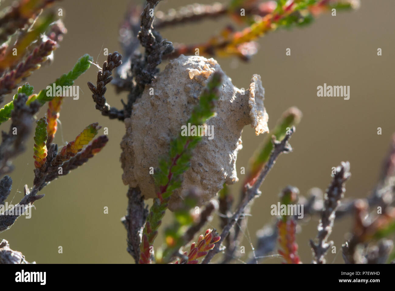 Nid ou pot de la guêpe solitaire rares heath potter (Eumenes coarctatus) dans la région de Heather sur la lande à Surrey, UK Banque D'Images