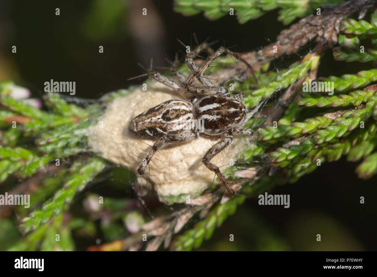 Une araignée lynx rare (Oxyopes heterophthalmus gardiennage spider), femelle son cocon sur la bruyère à Hankley Common, Surrey, UK Banque D'Images