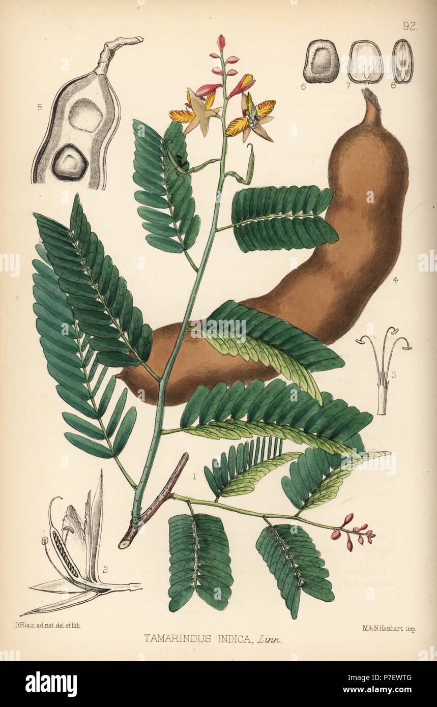 Tamarin, Tamarindus indica. Lithographie coloriée par Hanhart après une illustration botanique par David Blair, de Robert Bentley et Henry Trimen's Plantes médicinales, Londres, 1880. Banque D'Images