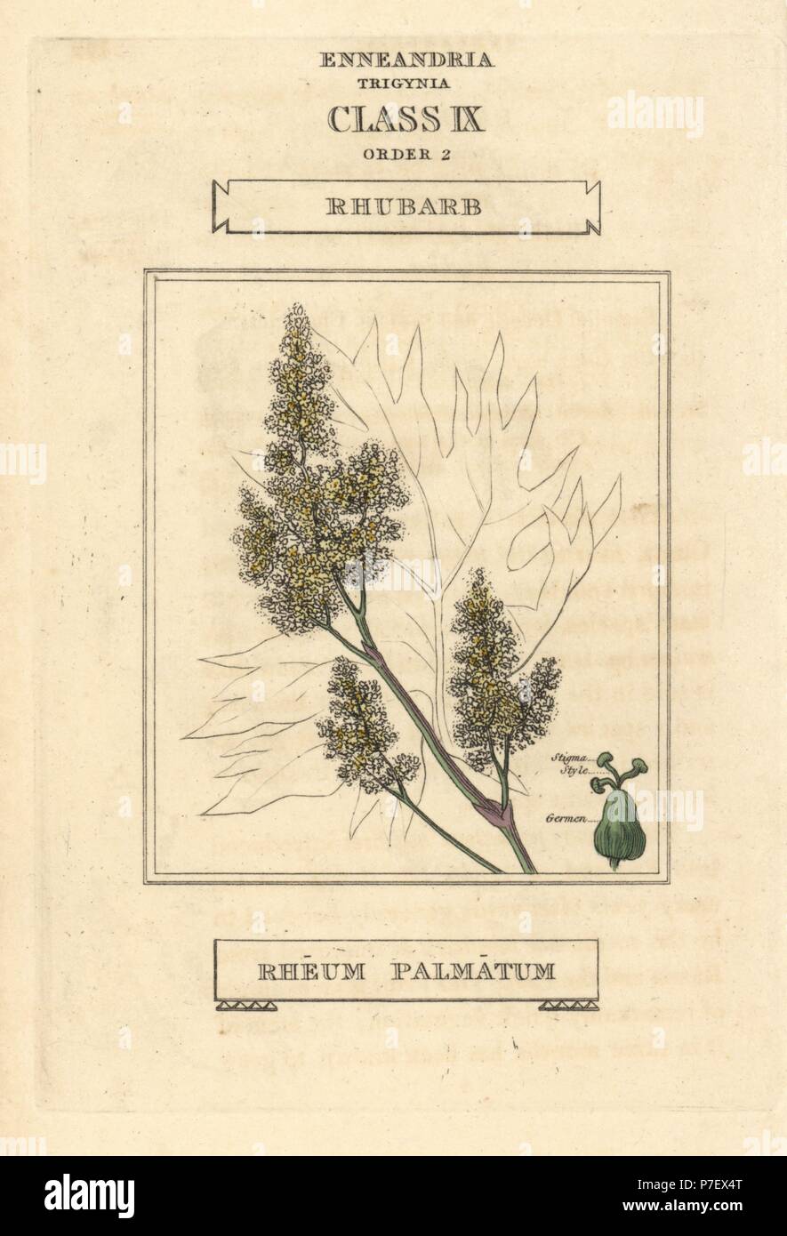 La rhubarbe, Rheum palmatum. La gravure sur cuivre coloriée après une illustration par Richard Duppa de son les classes et les ordres du système linnéen de botanique, Longman, Hurst, Londres, 1816. Banque D'Images