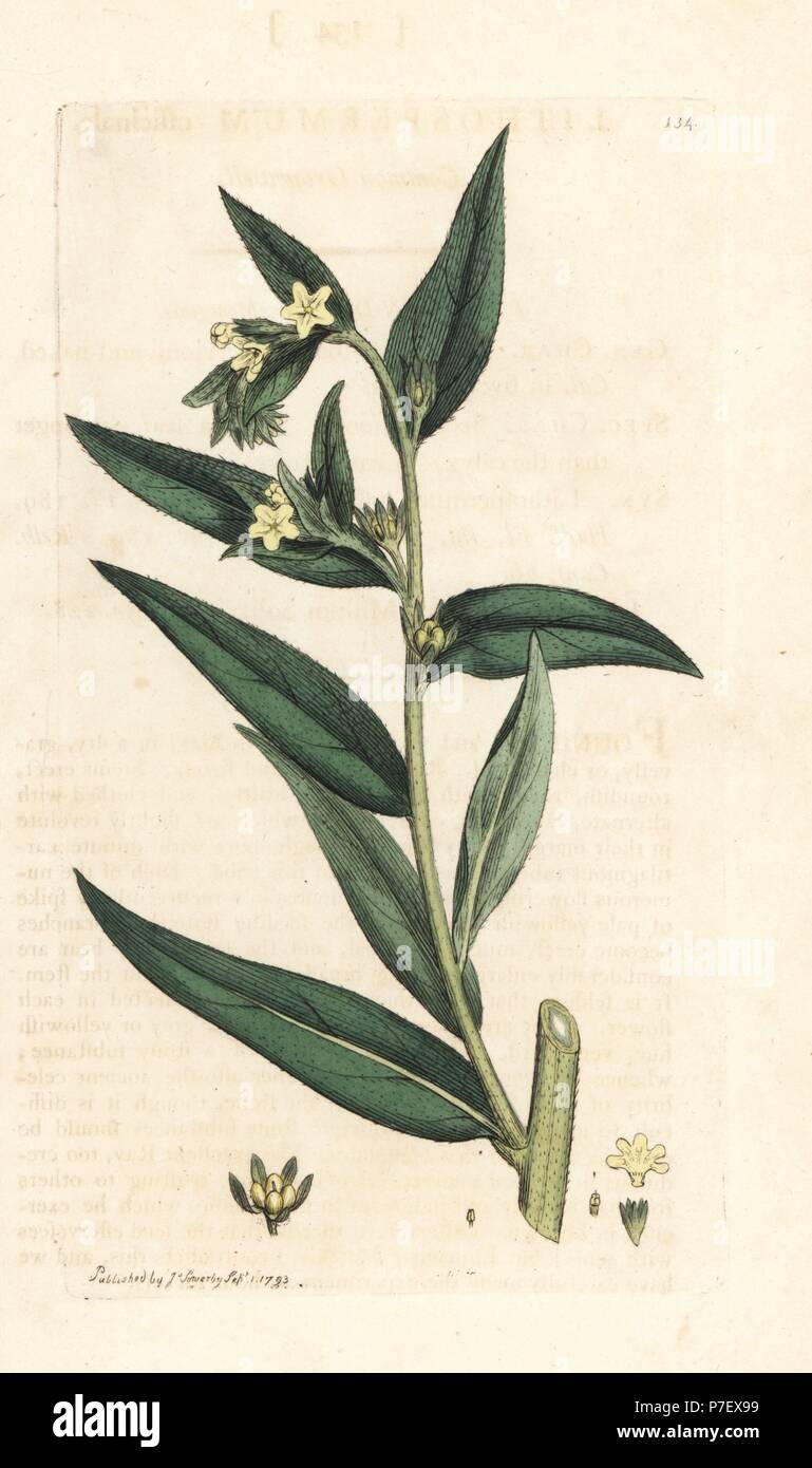 Grémil Lithospermum officinale, commun. La gravure sur cuivre coloriée après une illustration par James Sowerby de James Smith's English Botany, Londres, 1793. Banque D'Images