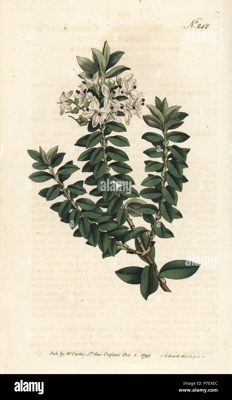 Partie de la véronique, Veronica decussata'd. La gravure sur cuivre coloriée par Sansom après une illustration par Sydenham Edwards rom William Curtis' Botanical Magazine, Londres, 1793. Banque D'Images
