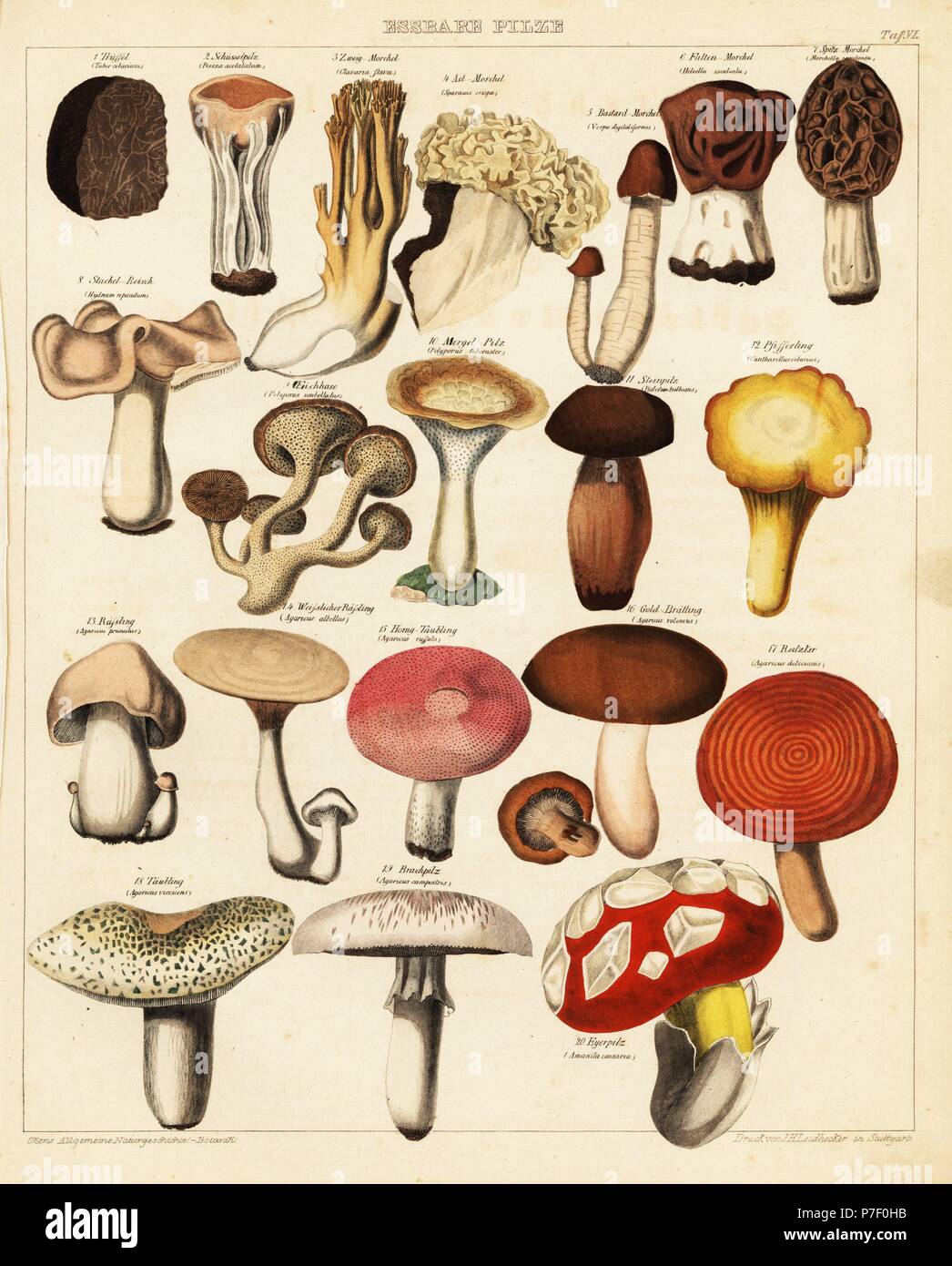 Variétés de champignons comestibles et les champignons. Y compris la truffe, sickener milkcap, pleurant, safran milkcap, golden chanterelles, elfin sadde, César, Champignons Champignons de corail et Morel. Lithographie de J.H. Leidhecker de Lorenz Oken universel de l'histoire naturelle, l'Allgemeine Naturgeschichte fur alle Stande, Stuttgart, 1841. Banque D'Images