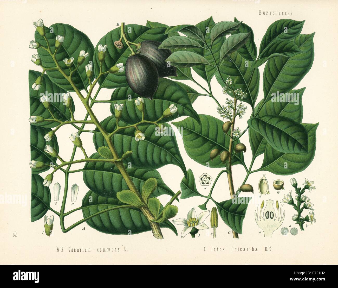 Canarium ou l'arbre à pili, Canarium indicum, et l'arbre, icicariba protium Protium. Chromolithographie après une illustration botanique de Hermann Adolph Koehler's Plantes médicinales, sous la direction de Gustav Pabst, Koehler, Allemagne, 1887. Banque D'Images