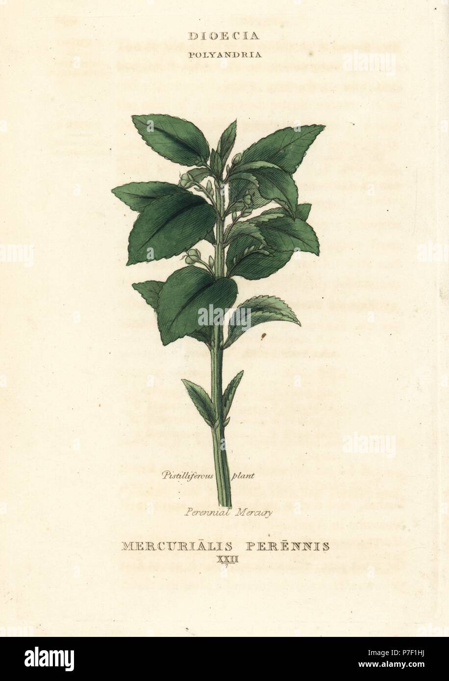 Le mercure, vivace Mercurialis perennis. La gravure sur cuivre coloriée après une illustration par Richard Duppa de son les classes et les ordres du système linnéen de botanique, Longman, Hurst, Londres, 1816. Banque D'Images