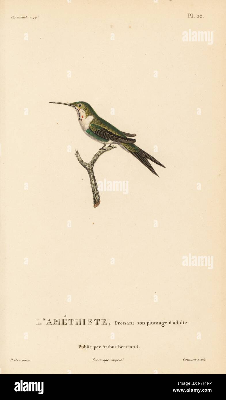 Woodstar Calliphlox amethystina, améthyste (Ornismya amethistina). Presque adulte. Gravure coloriée par Coutant après une illustration par Jean-Gabriel pretre de René Primevère Lesson's Histoire naturelle de l'espèce de Colibri Colibris, Histoire naturelle des colibris, Arthus Bertrand, Paris, 1830. Banque D'Images